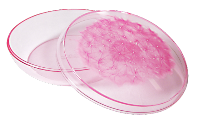 Transparent pink container with a matching lid featuring a dandelion design, partially open to show the interior