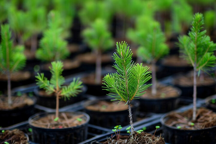 Rows of young pine tree saplings growing in small black plastic pots, set in a grid-like arrangement, suggesting a nursery or reforestation effort